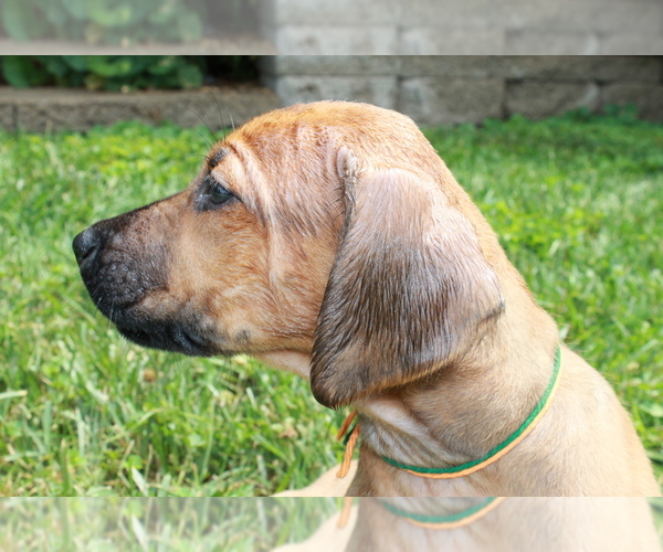 Medium Photo #5 Rhodesian Ridgeback Puppy For Sale in BELLEVILLE, IL, USA