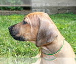 Small Photo #5 Rhodesian Ridgeback Puppy For Sale in BELLEVILLE, IL, USA