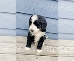 Small Photo #2 Bernedoodle Puppy For Sale in YACOLT, WA, USA