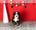 Puppy Buster Bernese Mountain Dog-Miniature Bernedoodle Mix