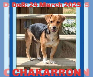 Beagle-Chihuahua Mix Dogs for adoption in Sebec, ME, USA