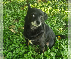 Chihuahua-Unknown Mix Dogs for adoption in Cranston, RI, USA