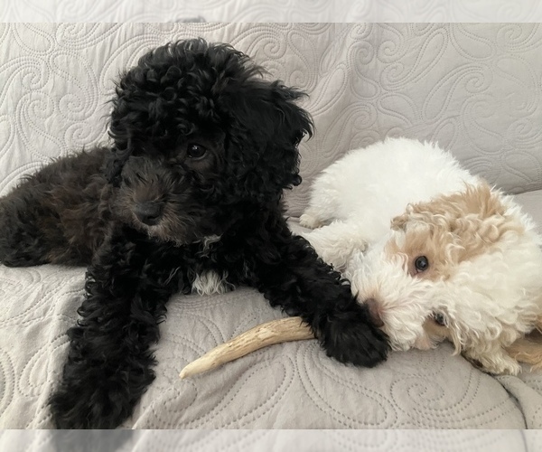 Medium Photo #4 Poochon Puppy For Sale in AUBURN, MA, USA