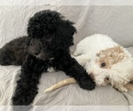 Small Photo #4 Poochon Puppy For Sale in AUBURN, MA, USA