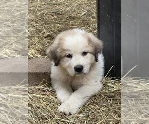 Great Pyrenees Puppy for Sale in FREEVILLE, New York USA