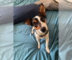 Small #3 Jack Russell Terrier Mix