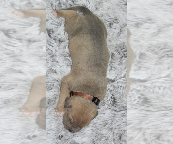 Medium Photo #45 American Bully Puppy For Sale in FORT LAUDERDALE, FL, USA
