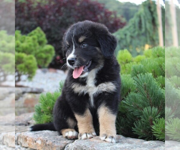 Medium Photo #3 Australian Mountain Dog Puppy For Sale in BLAIN, PA, USA
