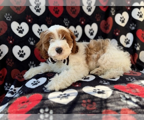 Medium Photo #8 Cock-A-Poo Puppy For Sale in LAKELAND, FL, USA