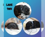 Puppy Lake German Shepherd Dog
