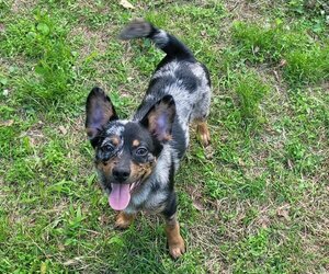 Father of the Chiranian-Chiweenie Mix puppies born on 09/27/2025