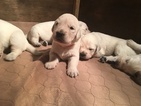 Small Photo #1 Golden Retriever Puppy For Sale in KIEL, WI, USA
