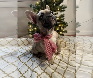 French Bulldog Puppy for sale in CHESAPEAKE, VA, USA