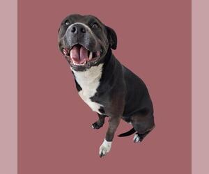 Labrador Retriever-Unknown Mix Dogs for adoption in Bakersfield, CA, USA