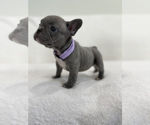 French Bulldog Puppy for sale in SACRAMENTO, CA, USA