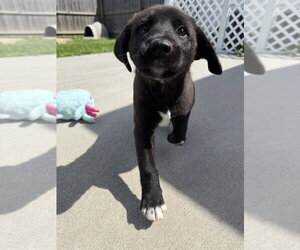 Labrador Retriever-Unknown Mix Dogs for adoption in Aurora, IN, USA