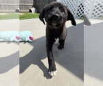 Small Labrador Retriever Mix