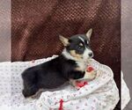 Small #1 Pembroke Welsh Corgi