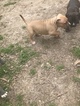 Small #25 American Pit Bull Terrier