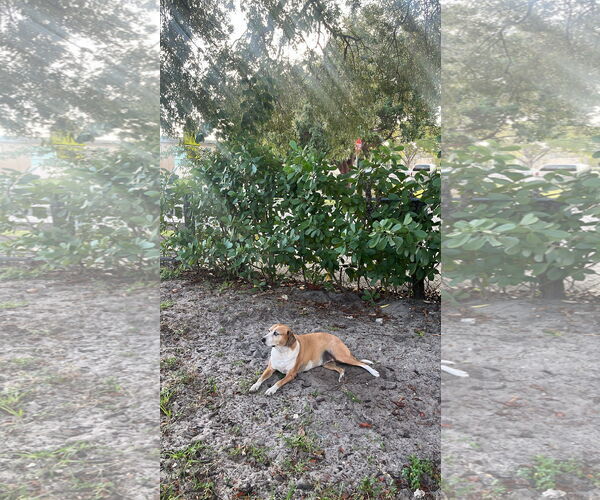 Medium Photo #1 Beagle-Unknown Mix Puppy For Sale in Miami, FL, USA