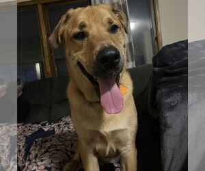 Labrador Retriever-Unknown Mix Dogs for adoption in Fargo, ND, USA