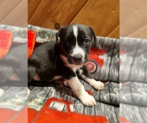 Medium Photo #3 Siberian Husky Puppy For Sale in DANBY, VT, USA