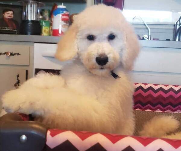 Medium Photo #26 Poodle (Standard) Puppy For Sale in MANCHESTER, MI, USA
