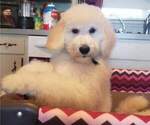Small Photo #26 Poodle (Standard) Puppy For Sale in MANCHESTER, MI, USA