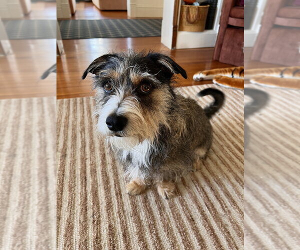 Medium Photo #1 Mutt Puppy For Sale in Brewster, NY, USA