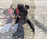 Small #1 American Pit Bull Terrier-Labrador Retriever Mix