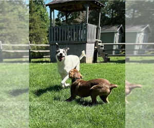 Sally Ann - Female Canaan Dog-Unknown Mix Dog for Adoption - Photo #7