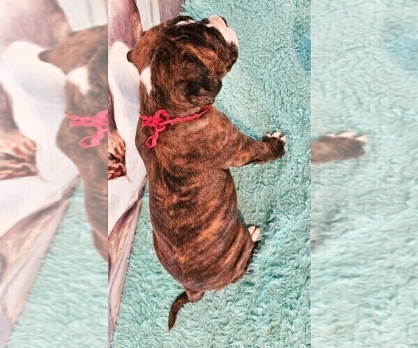 Medium Photo #3 Alapaha Blue Blood Bulldog Puppy For Sale in SHELOCTA, PA, USA