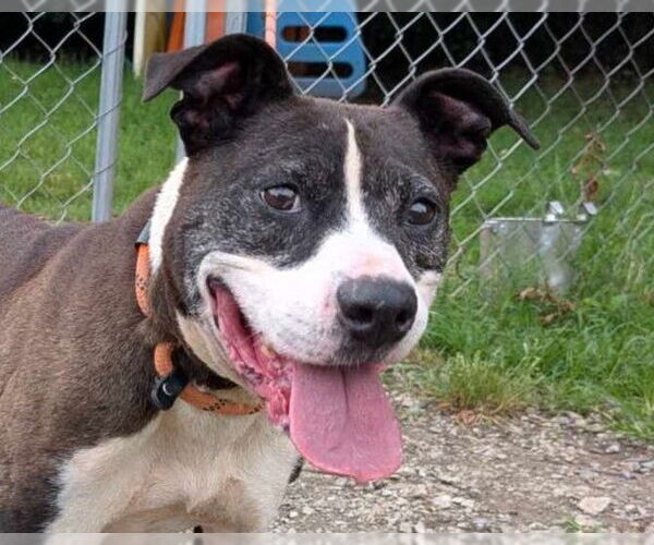 Medium Photo #1 Staffordshire Bull Terrier-Unknown Mix Puppy For Sale in Anniston, AL, USA