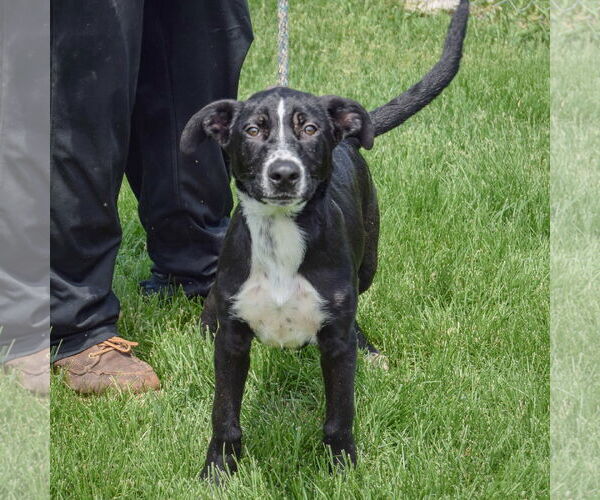 Medium Photo #8 Border Collie-Unknown Mix Puppy For Sale in Huntley, IL, USA
