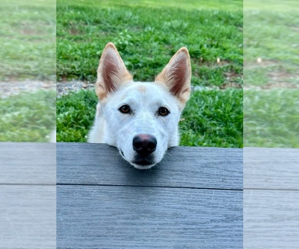 Medium Photo #4 Siberian Husky-Unknown Mix Puppy For Sale in Rockaway, NJ, USA