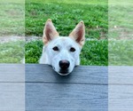 Small #3 Siberian Husky Mix