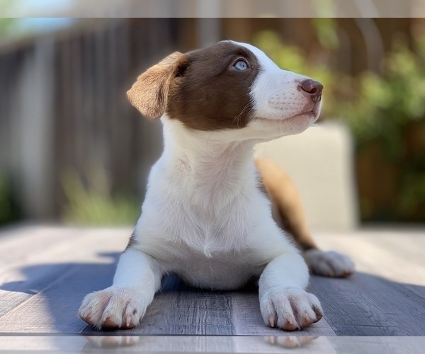 Medium Photo #4 Border Collie Puppy For Sale in CUPERTINO, CA, USA