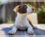 Small Photo #4 Border Collie Puppy For Sale in CUPERTINO, CA, USA