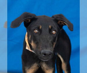 Doberman Pinscher Dogs for adoption in Pasadena, CA, USA