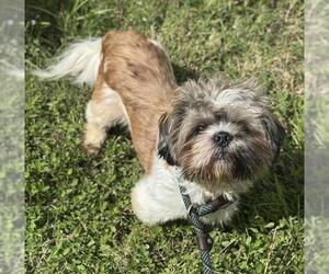 Shih Tzu Dogs for adoption in Fort Lauderdale, FL, USA