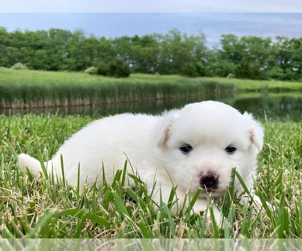 Medium Photo #4 Miniature American Eskimo Puppy For Sale in DOWNING, MO, USA
