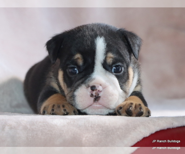 Medium Photo #16 Bulldog Puppy For Sale in WINNSBORO, TX, USA