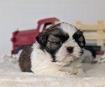Small Photo #35 Shih Tzu Puppy For Sale in GOSHEN, IN, USA