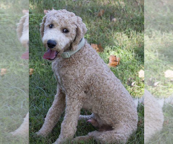 Medium Photo #3 Goldendoodle Puppy For Sale in TOPEKA, KS, USA
