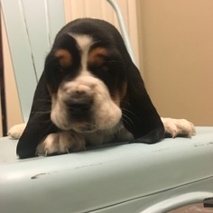 Basset Hound Puppy for sale in WHITE PINE, TN, USA