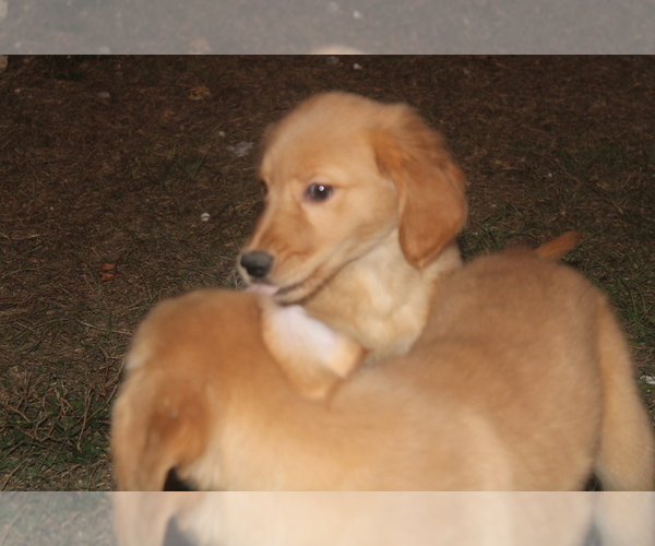 Medium Photo #5 Golden Retriever Puppy For Sale in LEHIGH ACRES, FL, USA