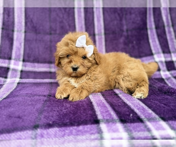 Medium Photo #7 Shih-Poo Puppy For Sale in LAKELAND, FL, USA