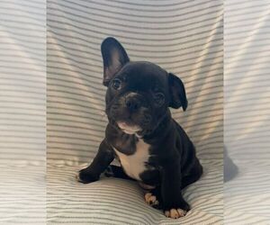 French Bulldog Puppy for sale in JOHNS ISLAND, SC, USA