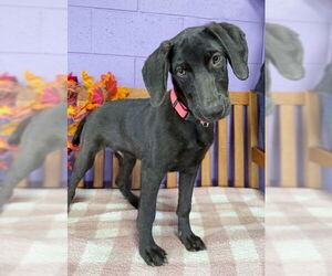 Mutt Dogs for adoption in Genesee, WI, USA