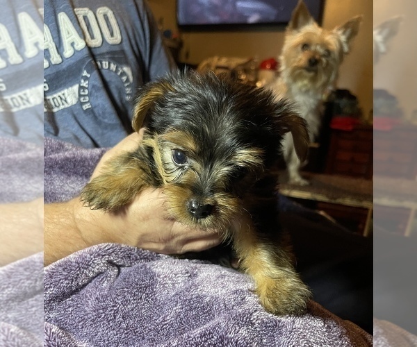 Medium Photo #1 Yorkshire Terrier Puppy For Sale in WOODBRIDGE, VA, USA